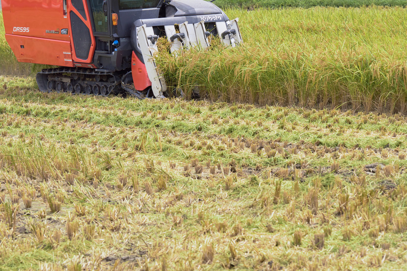 お米ゲームのイメージ画像